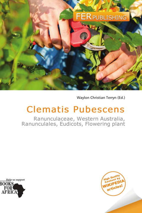 Buch Clematis Pubescens 