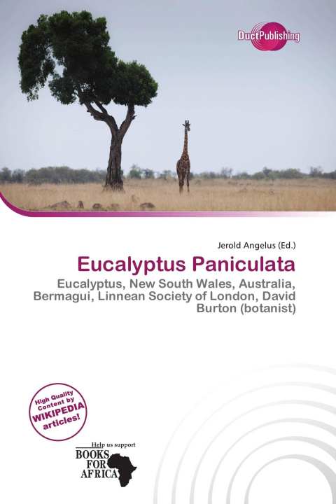 Buch Eucalyptus Paniculata 
