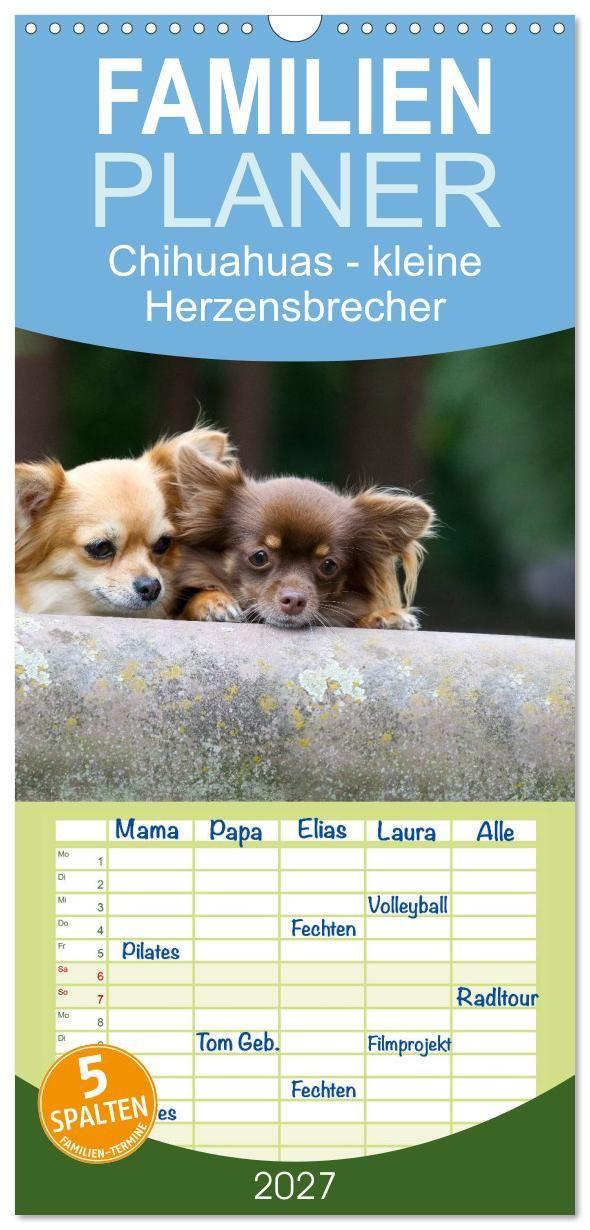Kalendář/Diář Familienplaner 2027 - Chihuahuas - kleine Herzensbrecher mit 5 Spalten (Wandkalender, 21 x 45 cm) CALVENDO Calvendo