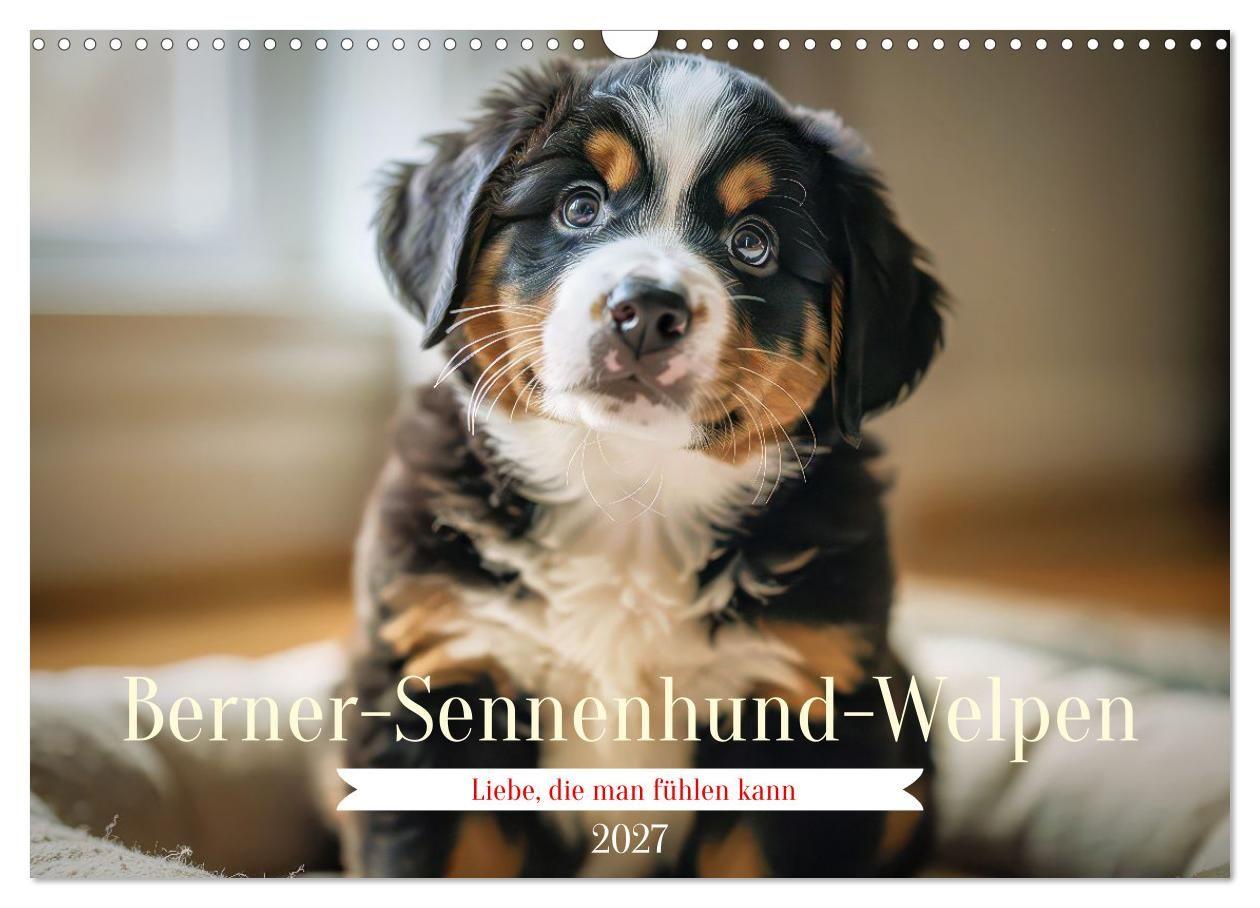 Kalendář/Diář Berner-Sennenhund-Welpen (Wandkalender 2027 DIN A3 quer), CALVENDO Monatskalender Calvendo