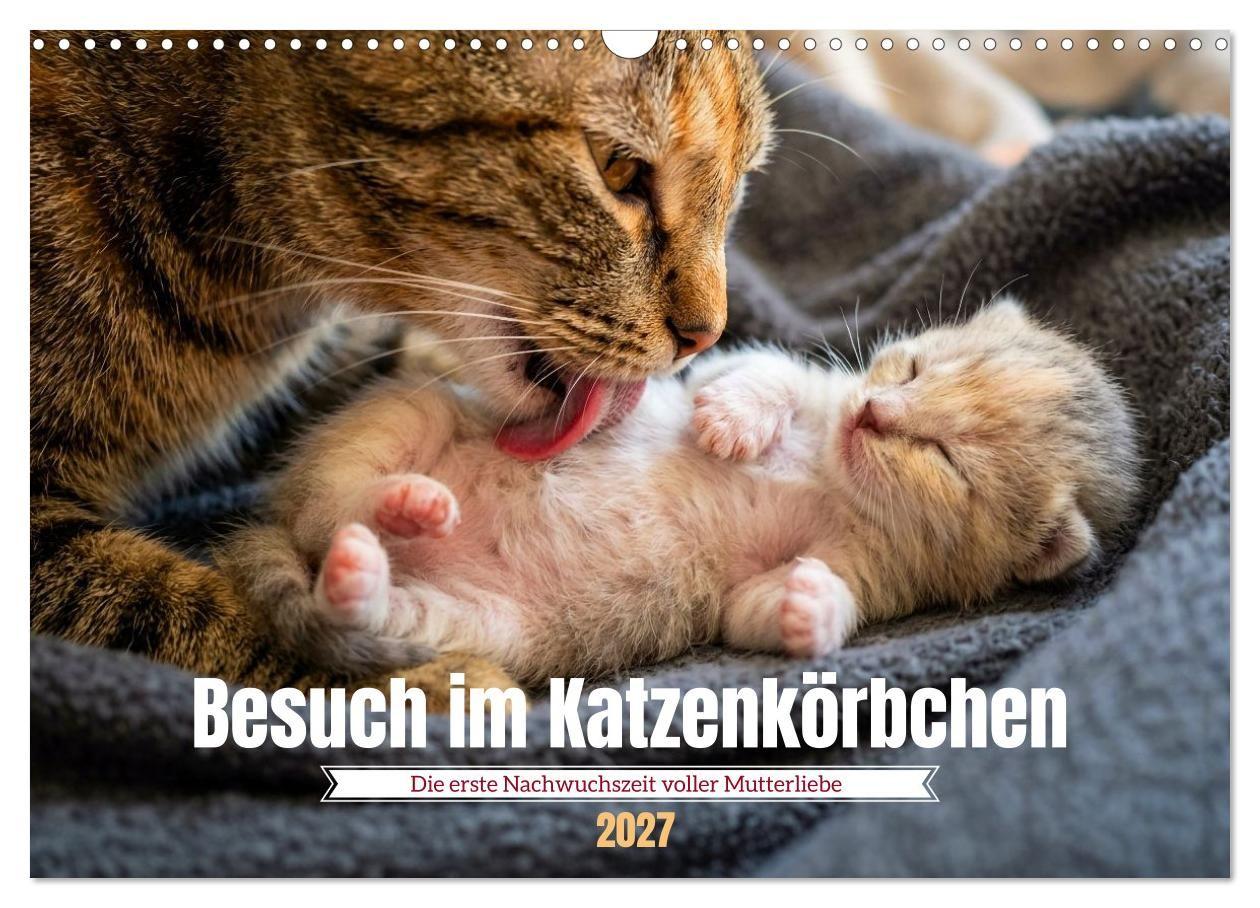 Kalender/agenda Besuch im Katzenkörbchen (Wandkalender 2027 DIN A3 quer), CALVENDO Monatskalender Calvendo