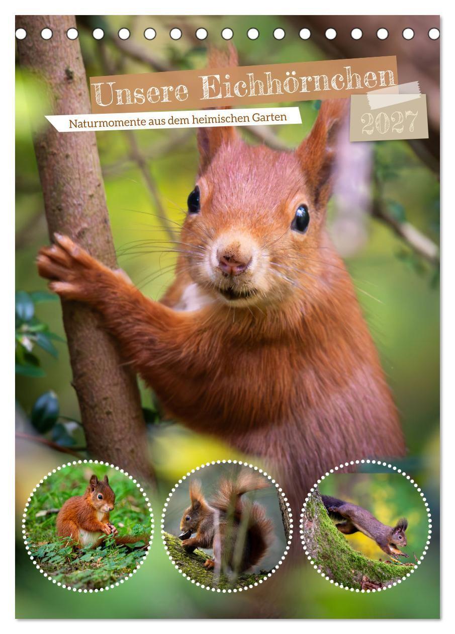 Naptár/Határidőnapló Unsere Eichhörnchen - Naturmomente aus dem heimischen Garten (Tischkalender 2027 DIN A5 hoch), CALVENDO Monatskalender Calvendo
