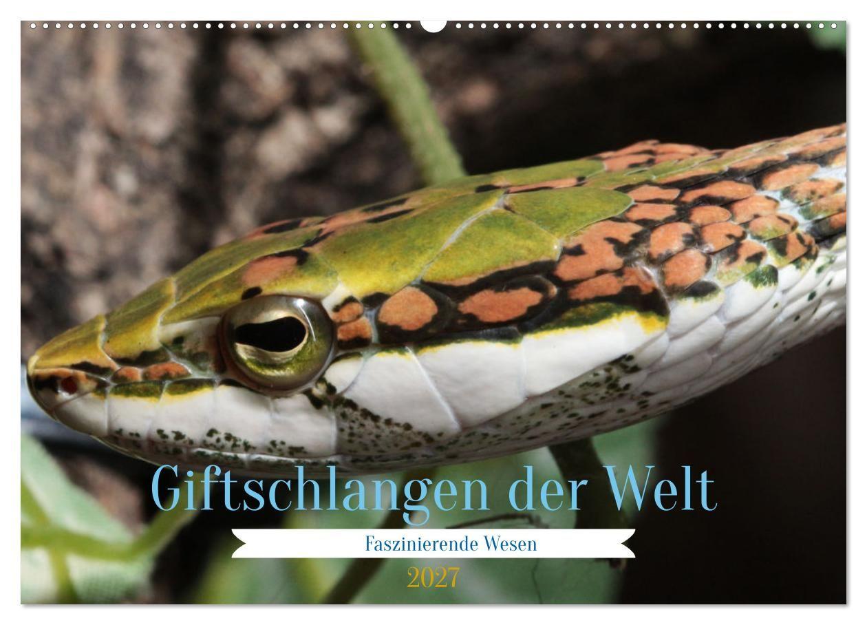 Kalendář/Diář Giftschlangen der Welt (Wandkalender 2027 DIN A2 quer), CALVENDO Monatskalender Calvendo
