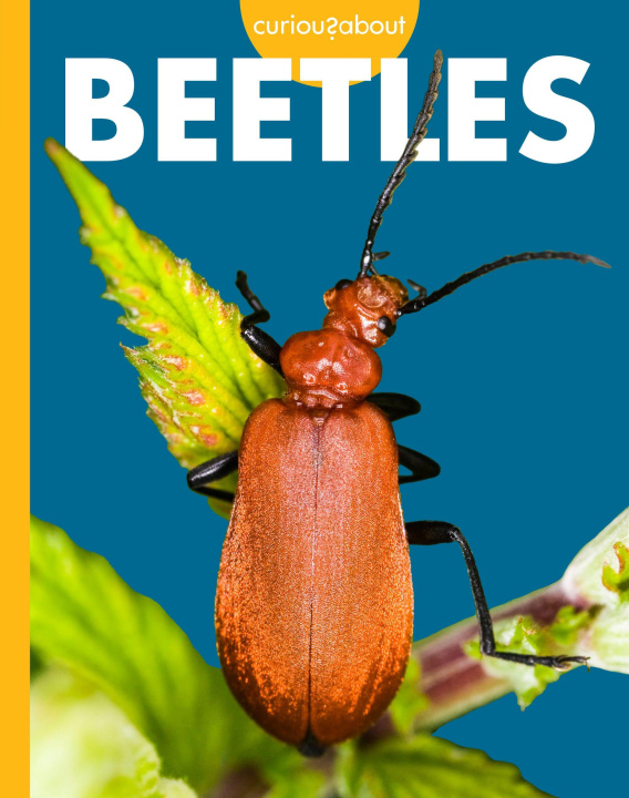 Kniha Curious about Beetles 