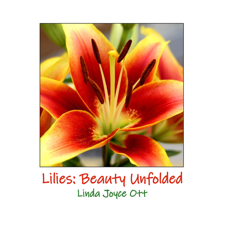Livro Lilies Linda Joyce Ott