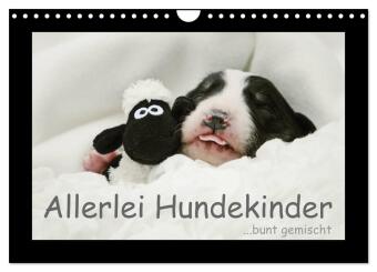 Kalendár/Diár Allerlei Hundekinder (Wandkalender 2027 DIN A4 quer), CALVENDO Monatskalender Calvendo
