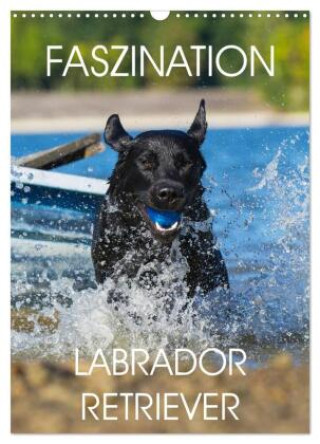 Kalendář/Diář Faszination Labrador Retriever (Wandkalender 2027 DIN A3 hoch), CALVENDO Monatskalender Calvendo
