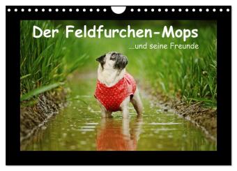 Календар/тефтер Der Feldfurchen-Mops (Wandkalender 2027 DIN A4 quer), CALVENDO Monatskalender Calvendo