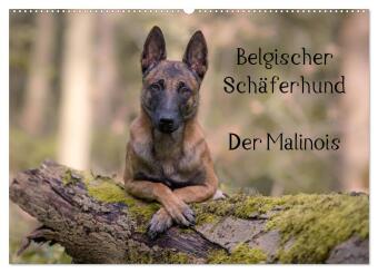 Kalender/Terminbuch Belgischer Schäferhund - Der Malinois (Wandkalender 2027 DIN A2 quer), CALVENDO Monatskalender Calvendo