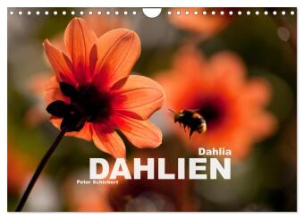 Kalender/agenda Dahlia - Dahlien (Wandkalender 2027 DIN A4 quer), CALVENDO Monatskalender Calvendo