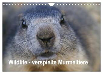 Kalendář/Diář Wildlife - Verspielte Murmeltiere (Wandkalender 2027 DIN A4 quer), CALVENDO Monatskalender Calvendo