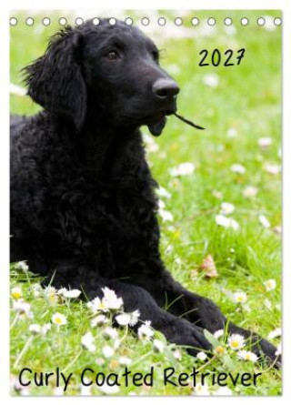 Kalender/Terminbuch Curly Coated Retriever 2027 (Tischkalender 2027 DIN A5 hoch), CALVENDO Monatskalender Calvendo