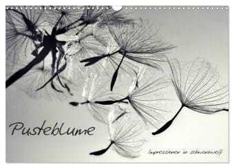 Kalender/Terminbuch Pusteblume - Impressionen in schwarzweiß (Wandkalender 2027 DIN A3 quer), CALVENDO Monatskalender Calvendo
