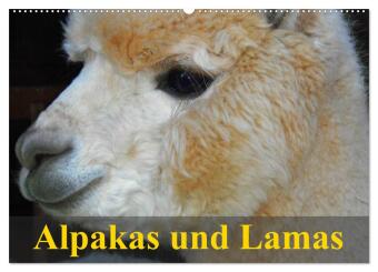 Kalender/Terminbuch Alpakas und Lamas (Wandkalender 2027 DIN A2 quer), CALVENDO Monatskalender Calvendo