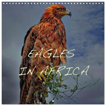 Kalendář/Diář Eagles in Africa (Wall Calendar 2027 12 × 12 Inch) CALVENDO 12 Month Wall Calendar Calvendo