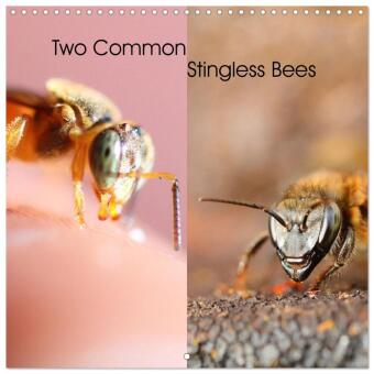 Kalender/Terminbuch Two Common Stingless Bees (Wall Calendar 2027 12 × 12 Inch) CALVENDO 12 Month Wall Calendar Calvendo