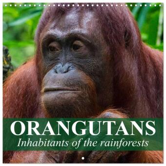 Naptár/Határidőnapló Orangutans Inhabitants of the rainforests (Wall Calendar 2027 12 × 12 Inch) CALVENDO 12 Month Wall Calendar Calvendo