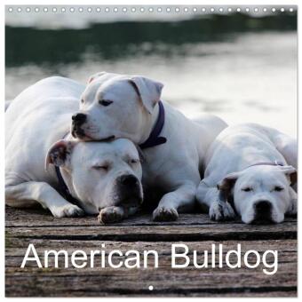 Naptár/Határidőnapló American Bulldog (Wall Calendar 2027 12 × 12 Inch) CALVENDO 12 Month Wall Calendar Calvendo