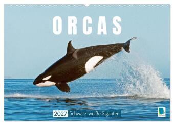 Kalendář/Diář Orcas: Schwarz-weiße Giganten (Wandkalender 2027 DIN A2 quer), CALVENDO Monatskalender Calvendo