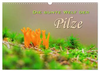 Kalendár/Diár Die bunte Welt der Pilze (Wandkalender 2027 DIN A3 quer), CALVENDO Monatskalender Calvendo