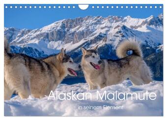 Kalendár/Diár Alaskan Malamute in seinem Element (Wandkalender 2027 DIN A4 quer), CALVENDO Monatskalender Calvendo