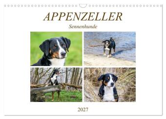 Kalendár/Diár Appenzeller Sennenhunde (Wandkalender 2027 DIN A3 quer), CALVENDO Monatskalender Calvendo