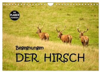 Kalender/agenda Begegnungen. DER HIRSCH (Wandkalender 2027 DIN A4 quer), CALVENDO Monatskalender Calvendo
