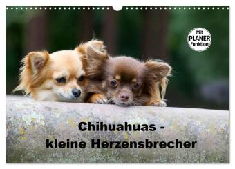 Kalender/Terminbuch Chihuahuas - kleine Herzensbrecher (Wandkalender 2027 DIN A3 quer), CALVENDO Monatskalender Calvendo