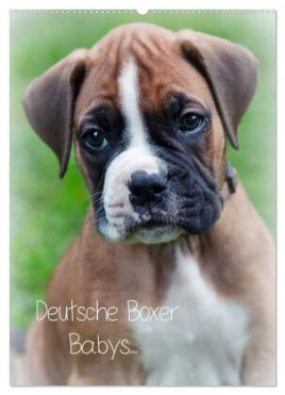 Kalender/Terminbuch Deutsche Boxer Babys... (Wandkalender 2027 DIN A2 hoch), CALVENDO Monatskalender Calvendo