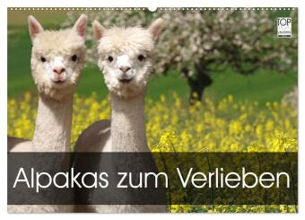 Kalender/Terminbuch Alpakas zum Verlieben (Wandkalender 2027 DIN A2 quer), CALVENDO Monatskalender Calvendo