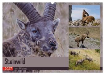 Kalender/Terminbuch Steinwild am Pilatus (Wandkalender 2027 DIN A2 quer), CALVENDO Monatskalender Calvendo