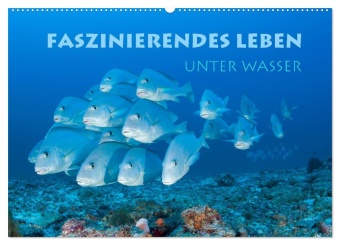 Kalendář/Diář Faszinierendes Leben unter Wasser (Wandkalender 2027 DIN A2 quer), CALVENDO Monatskalender Calvendo