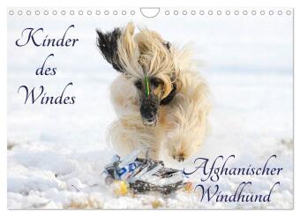 Kalendár/Diár Kinder des Windes - Afghanischer Windhund (Wandkalender 2027 DIN A4 quer), CALVENDO Monatskalender Calvendo