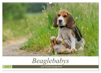 Naptár/Határidőnapló Beaglebabys auf Entdeckungstour (Wandkalender 2027 DIN A2 quer), CALVENDO Monatskalender Calvendo