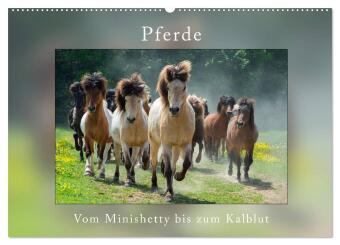 Kalender/Terminbuch Pferde Vom Minishetty bis zum Kaltblut (Wandkalender 2027 DIN A2 quer), CALVENDO Monatskalender Calvendo