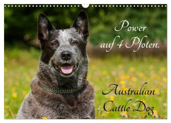 Kalendár/Diár Power auf 4 Pfoten. Australian Cattle Dog (Wandkalender 2027 DIN A3 quer), CALVENDO Monatskalender Calvendo