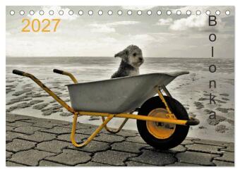 Kalendár/Diár Bolonka 2027 (Tischkalender 2027 DIN A5 quer), CALVENDO Monatskalender Calvendo