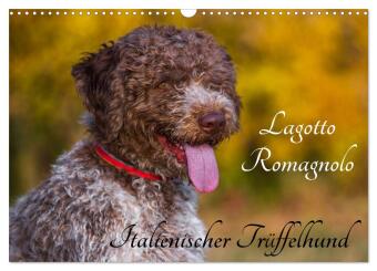 Kalender/agenda Lagotto Romagnolo - Italienischer Trüffelhund (Wandkalender 2027 DIN A3 quer), CALVENDO Monatskalender Calvendo