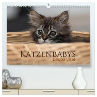 Kalender/agenda Katzenbabys beobachtet (hochwertiger Premium Wandkalender 2027 DIN A2 quer), Kunstdruck in Hochglanz Calvendo