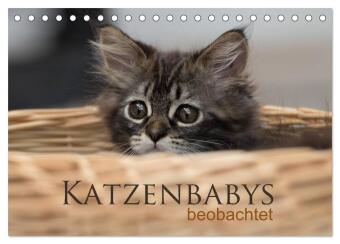 Kalender/Terminbuch Katzenbabys beobachtet (Tischkalender 2027 DIN A5 quer), CALVENDO Monatskalender Calvendo