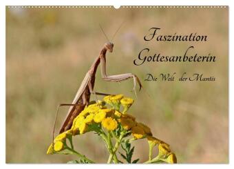 Kalender/Terminbuch Faszination Gottesanbeterin - Die Welt der Mantis (Wandkalender 2027 DIN A2 quer), CALVENDO Monatskalender Calvendo