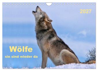 Kalendář/Diář Wölfe - sie sind wieder da (Wandkalender 2027 DIN A4 quer), CALVENDO Monatskalender Calvendo