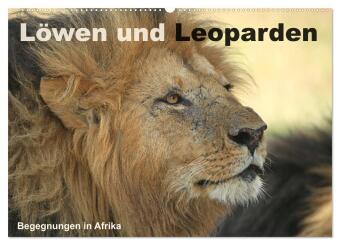 Kalender/Terminbuch Löwen und Leoparden - Begegnungen in Afrika (Wandkalender 2027 DIN A2 quer), CALVENDO Monatskalender Calvendo