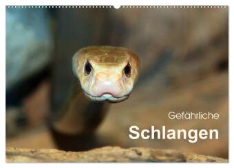 Kalendář/Diář Gefährliche Schlangen (Wandkalender 2027 DIN A2 quer), CALVENDO Monatskalender Calvendo