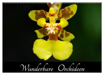 Calendario/Agenda Wunderbare Orchideen (Wandkalender 2027 DIN A2 quer), CALVENDO Monatskalender Calvendo