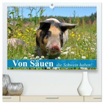 Kalender/Terminbuch Von Säuen die Schwein haben! (hochwertiger Premium Wandkalender 2027 DIN A2 quer), Kunstdruck in Hochglanz Calvendo