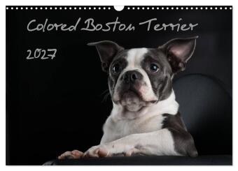 Kalender/Terminbuch Colored Boston Terrier 2027 (Wandkalender 2027 DIN A3 quer), CALVENDO Monatskalender Calvendo