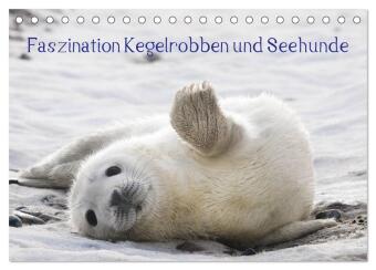 Calendar / Agendă Faszination Kegelrobben und Seehunde 2027 (Tischkalender 2027 DIN A5 quer), CALVENDO Monatskalender Calvendo
