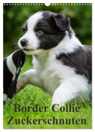 Naptár/Határidőnapló Border Collie Zuckerschnuten (Wandkalender 2027 DIN A3 hoch), CALVENDO Monatskalender Calvendo