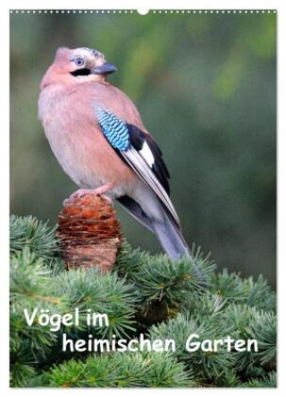 Kalender/Terminbuch Vögel im heimischen Garten (Wandkalender 2027 DIN A2 hoch), CALVENDO Monatskalender Calvendo